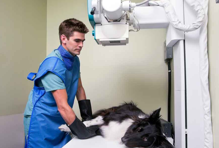 Vet Clinic X-Ray Services