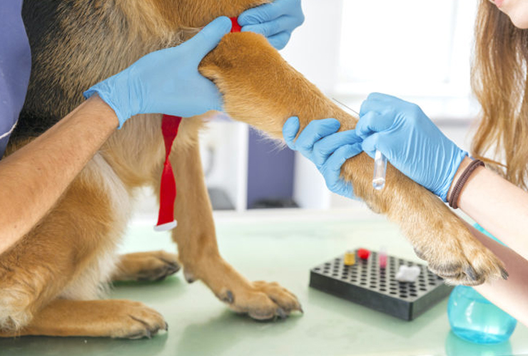 Pets Blood Test